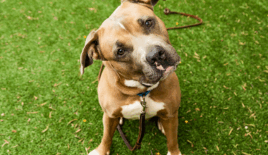 San Diego Humane Society announces pet Adoption Trial Program