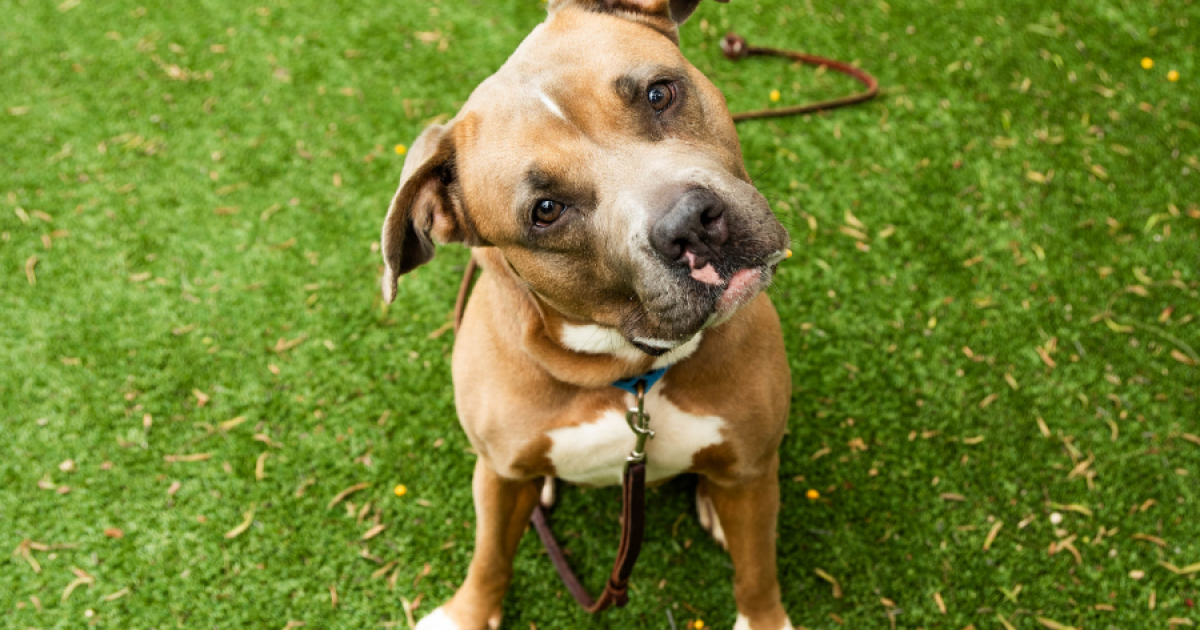 San Diego Humane Society announces pet Adoption Trial Program