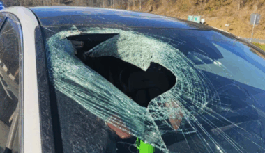 ‘I just had a bald eagle drop a cat through my windshield’