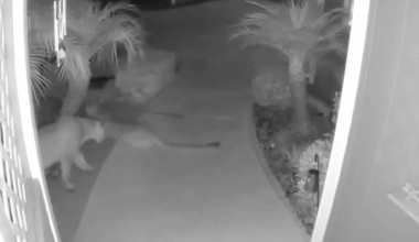 Two mountain lions caught on camera visiting Oceanside senior community