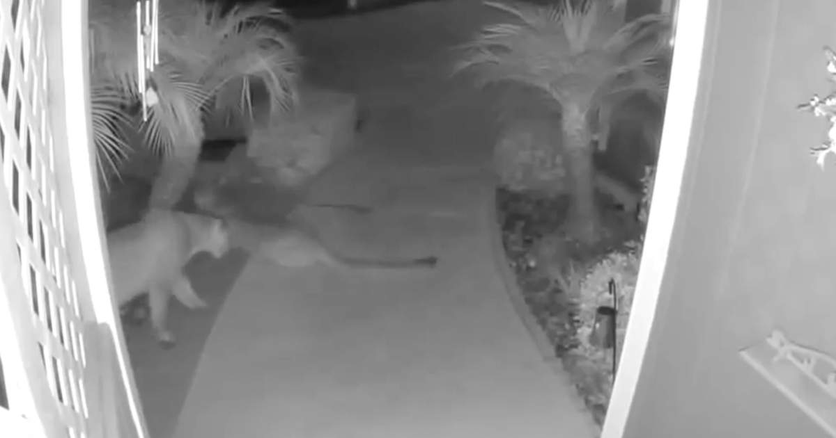 Two mountain lions caught on camera visiting Oceanside senior community
