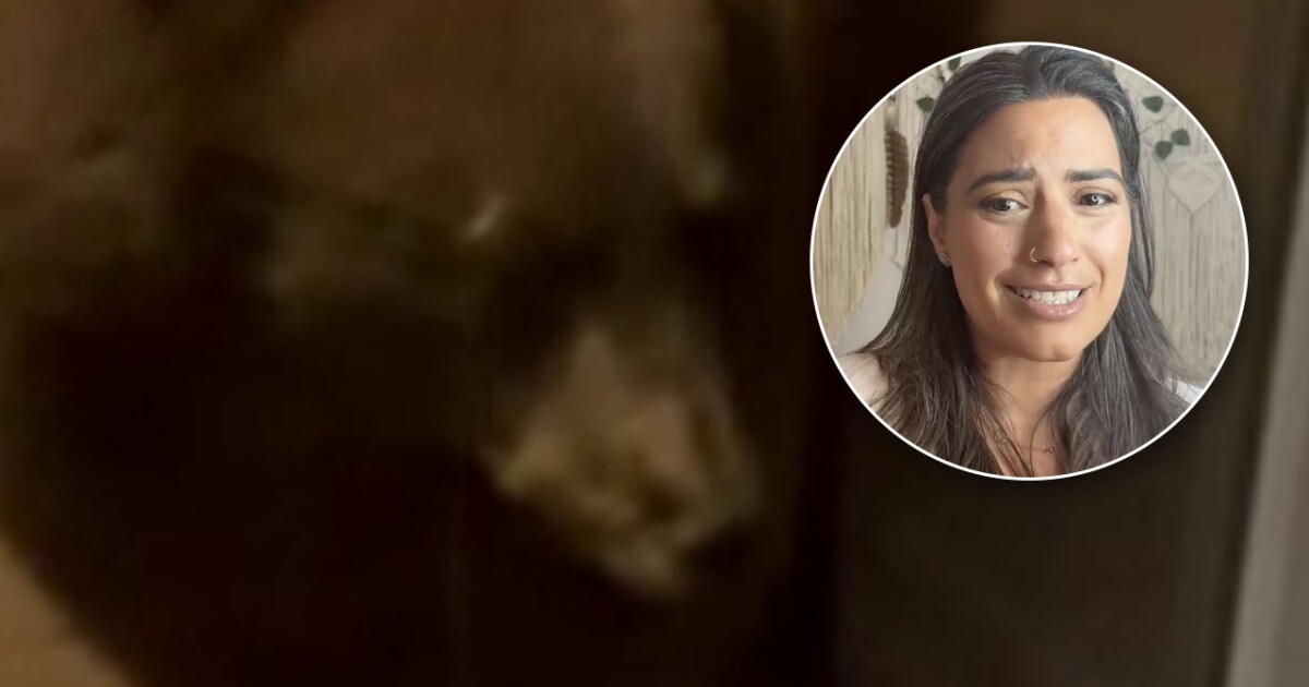 A hungry bear has returned to the same Boulder home for the 3rd time in a week