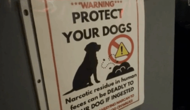 Dog tests positive for meth after morning walk in Los Angeles-area neighborhood