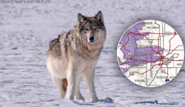 New map shows more gray wolf activity close to Front Range