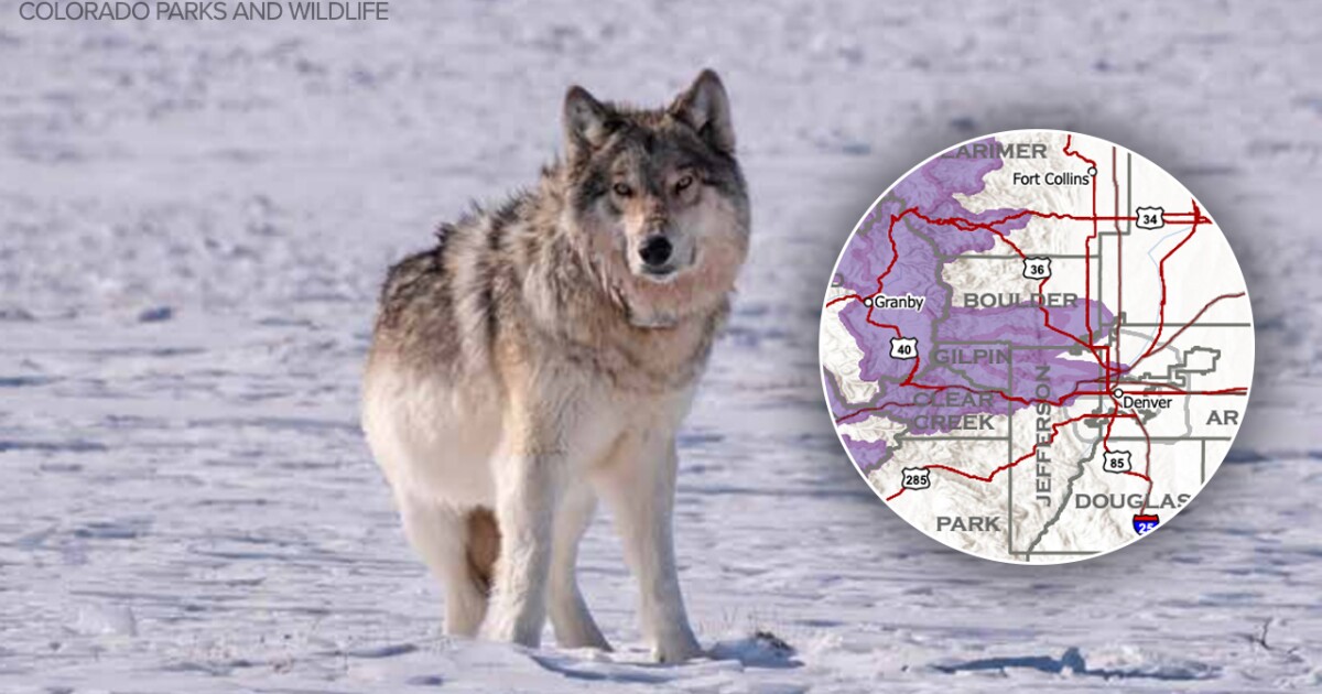 New map shows more gray wolf activity close to Front Range
