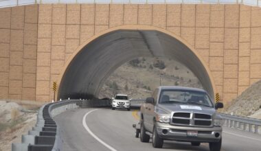Wildlife overpass on Highway 21 continues to be a success for deer and drivers