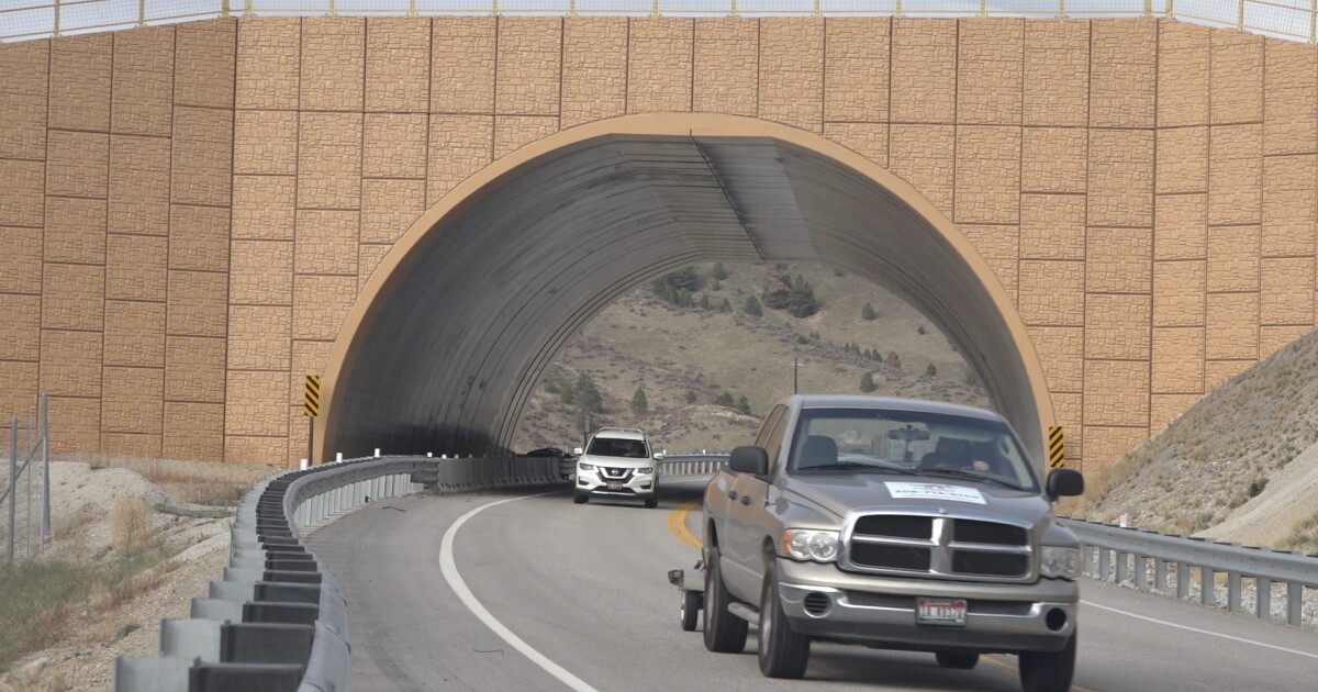 Wildlife overpass on Highway 21 continues to be a success for deer and drivers