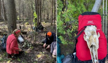 Want to be a volunteer moosewatcher on Isle Royale? Here's what it means