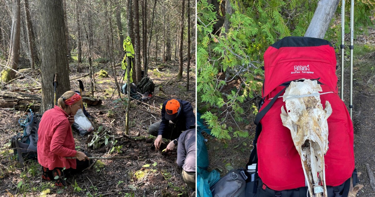Want to be a volunteer moosewatcher on Isle Royale? Here's what it means