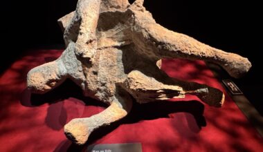 Pompeii exhibit at Arizona Science Center gives a chilling glimpse 2,000 years back
