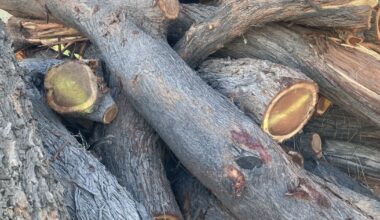 Local sawmill gets '2 years worth of trees' from Tempe microburst
