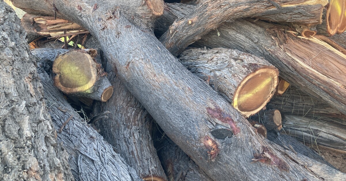 Local sawmill gets '2 years worth of trees' from Tempe microburst
