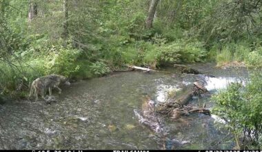 An increase in Anchorage wolf encounters sparks curiosity, not alarm