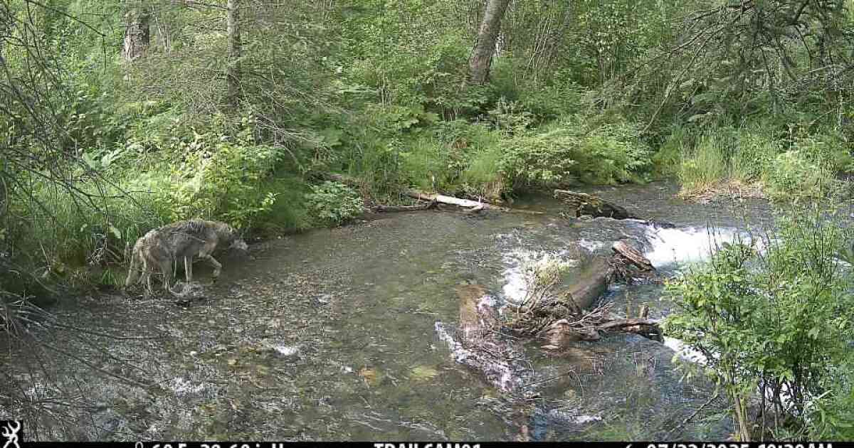 An increase in Anchorage wolf encounters sparks curiosity, not alarm