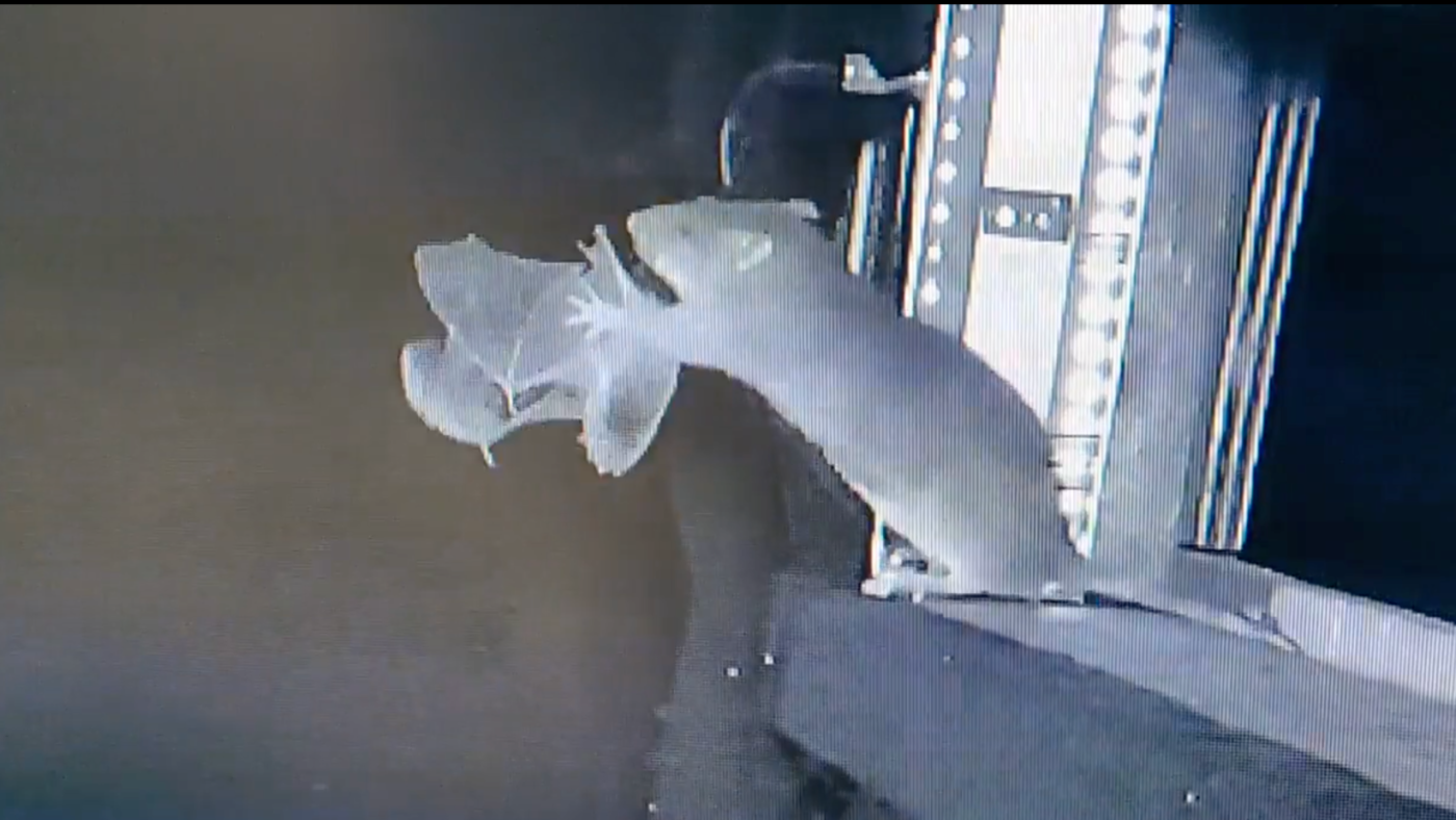 Wait, what? A RAT caught and ate a BAT? And there's video! What does it portend? - NPR