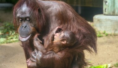 LA Zoo welcomes first baby orangutan in 15 years