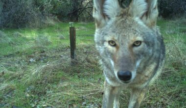 Wildlife in your yard?