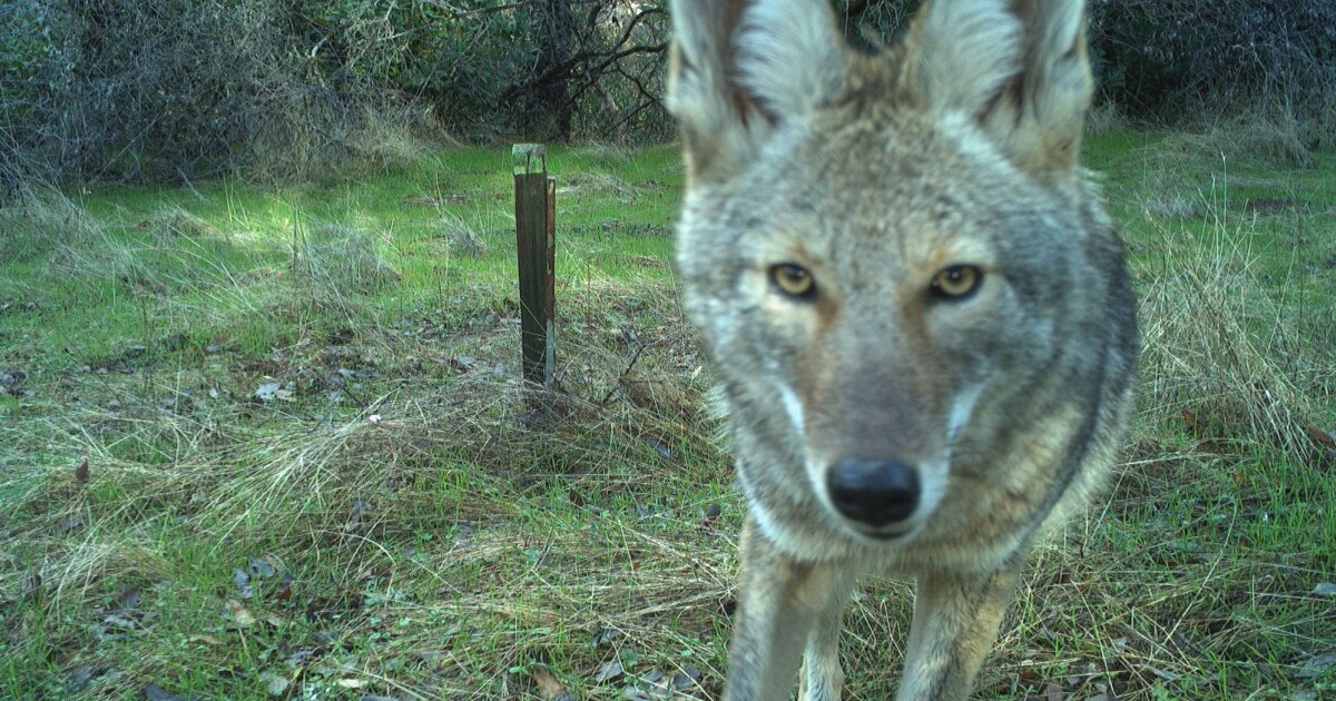 Wildlife in your yard?