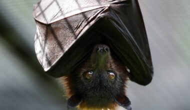 Rabid bats are on the rise in parts of SoCal. Here's what you need to do