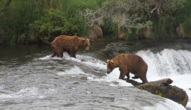 Conservation groups sue over Alaska program authorizing killing of bears