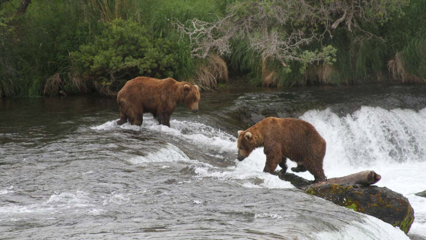 Conservation groups sue over Alaska program authorizing killing of bears