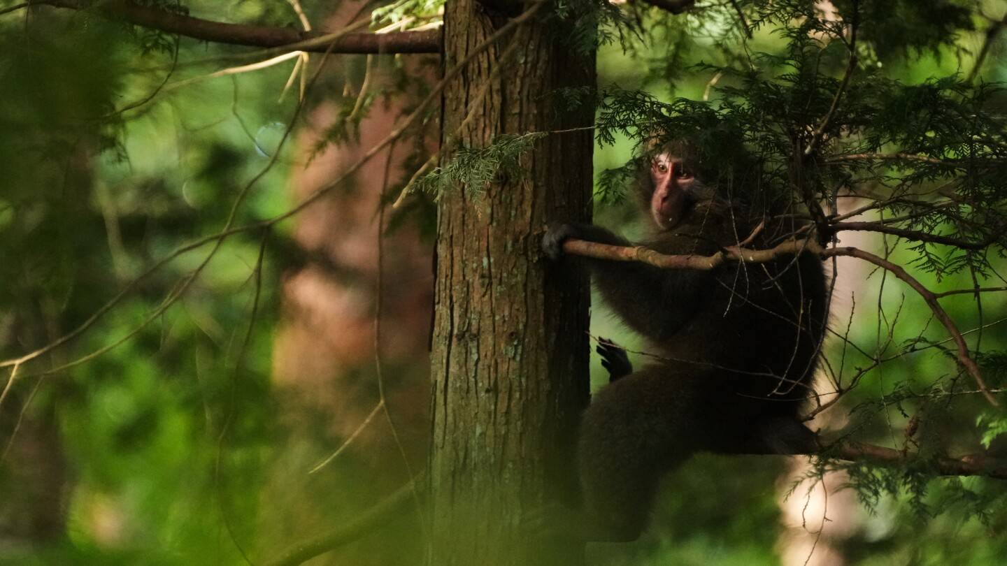 Residents in Japan's Northern Alps use GPS trackers to herd monkeys