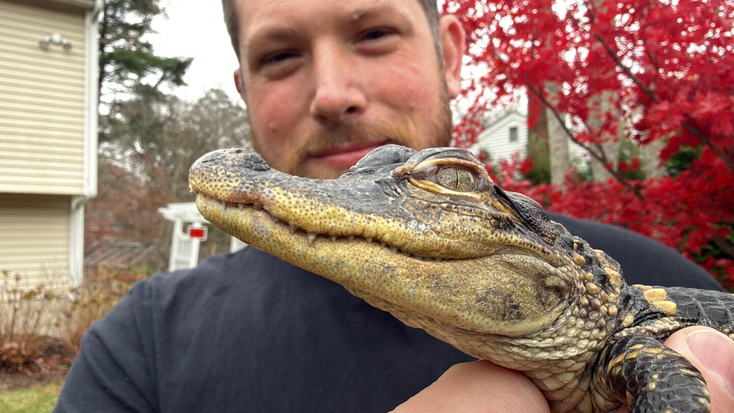 Alligator spotted near Charles River in Boston rescued