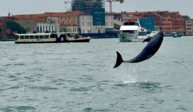 Venice’s newest marvel is a wild, acrobatic dolphin. His refusal to leave puts him in danger