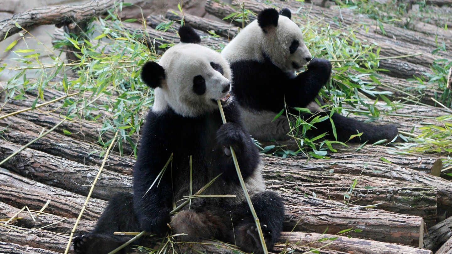 Panda couple says goodbye to France and returns to China