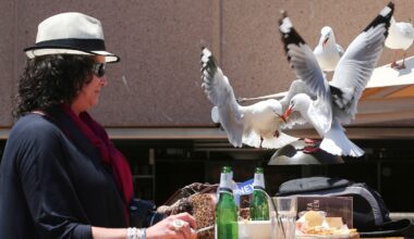 Food-snatching seagulls are more likely to leave you alone if you shout at them, researchers say