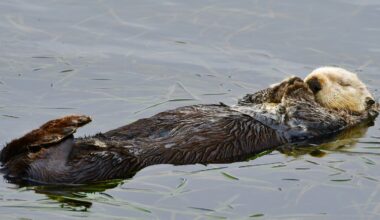 Sea otter pup is rescued and reunited with its mother