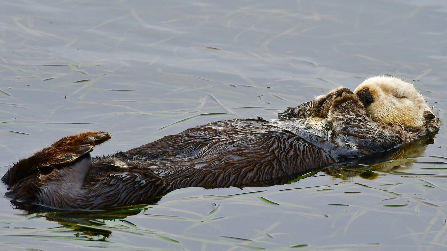 Sea otter pup is rescued and reunited with its mother