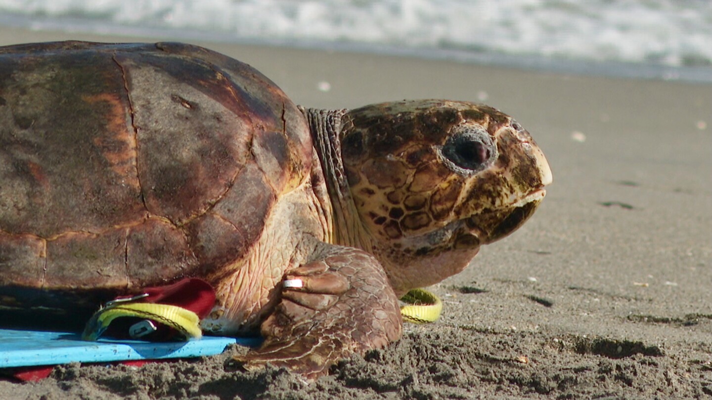 Endangered loggerhead sea turtle released at Florida beach