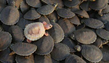 Photos show release of giant Amazon river turtle hatchlings in key Brazilian reserve