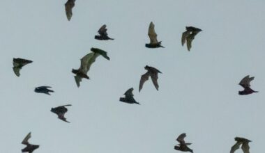 Second-highest number of rabid bats ever recorded in L.A. County, officials say