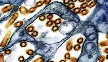 Washington state resident dies of new H5N5 form of bird flu