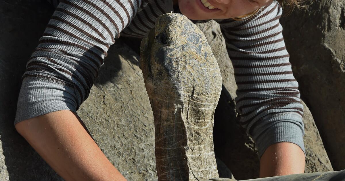 Gramma the tortoise, at San Diego Zoo for nearly a century, dies.