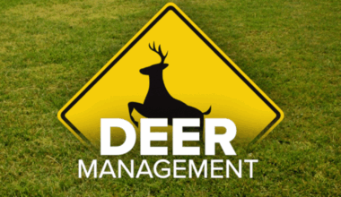 Western New York communities tackle problems with growing deer population