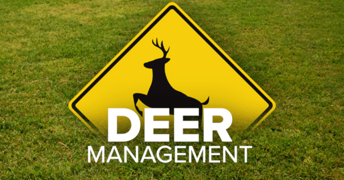 Western New York communities tackle problems with growing deer population