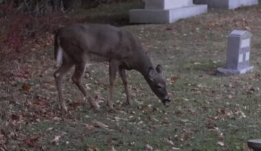 Grand Haven approves deer management program to protect native forests