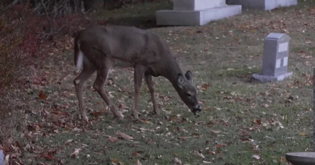 Grand Haven approves deer management program to protect native forests