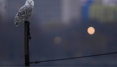 A pair of snowy owls spotted along Lake Michigan beach draws crowds in Chicago