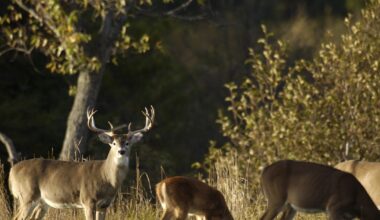 Kent County releases recommendations to combat deer-related car crashes