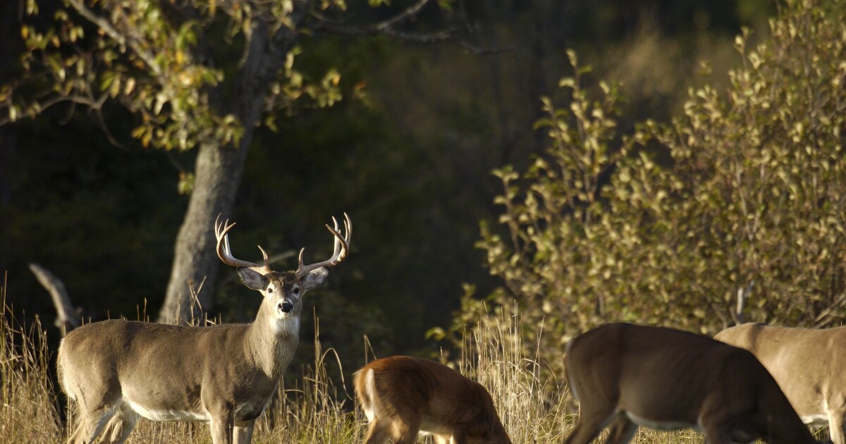 Kent County releases recommendations to combat deer-related car crashes