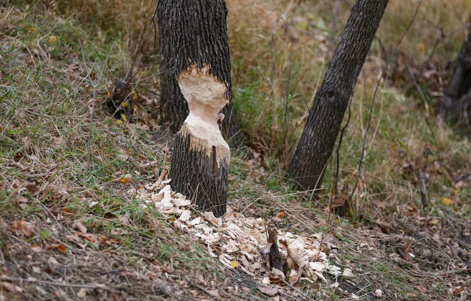 Fall brings busy season for beavers — even in downtown Fargo - InForum