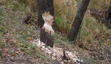 Fall brings busy season for beavers — even in downtown Fargo - InForum