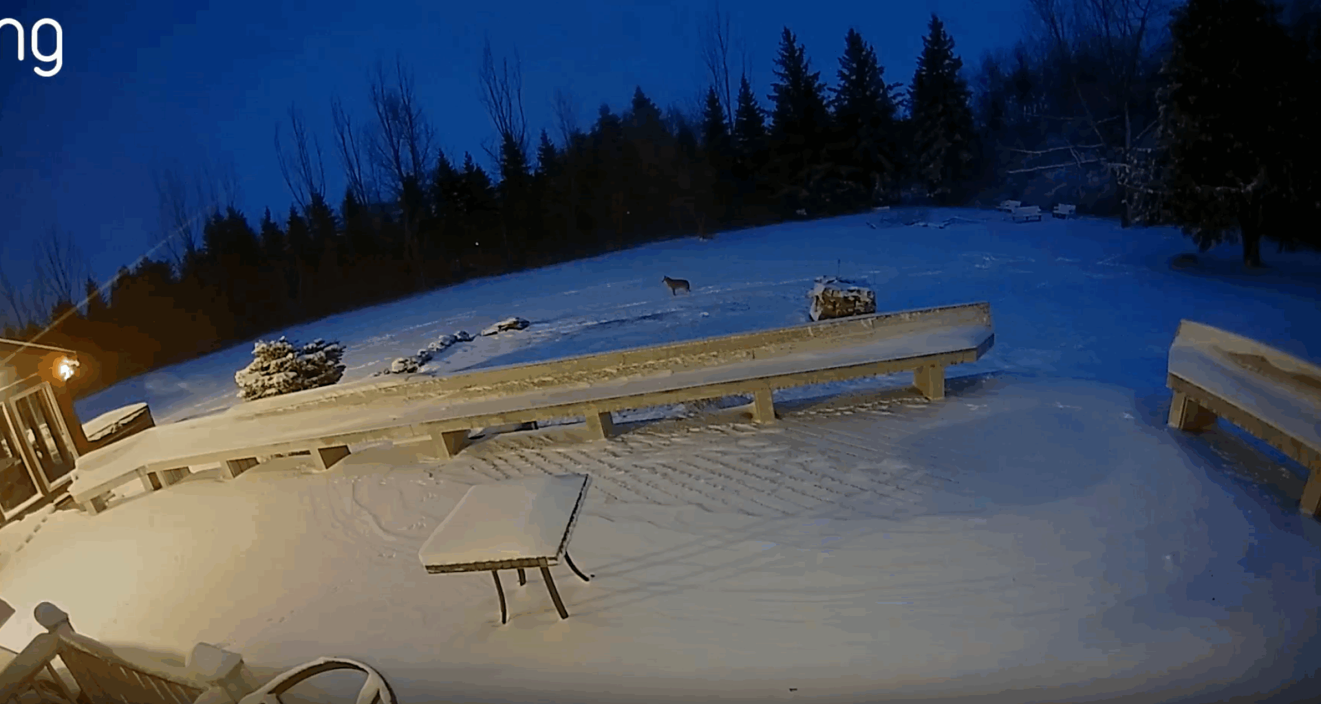 Fargo man chases coyote out of backyard - InForum