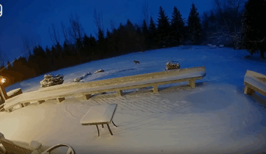 Fargo man chases coyote out of backyard - InForum