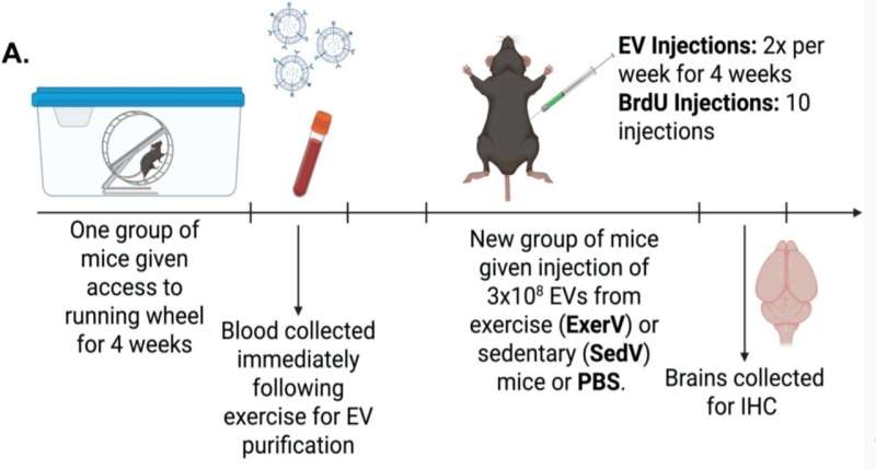 Schematic timeline of the experimental paradigm. Credit: Brain Research (2025). DOI: 10.1016/j.brainres.2025.150003 Vesicles from exercise that boost neurogenesis can be transplanted