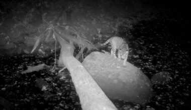 Costa Rica Jaguar Caught on Camera Trap in Guanacaste Forest